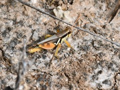 Melanoplus glaucipes