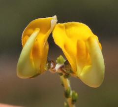 Aspalathus microphylla
