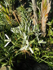 Albuca nelsonii