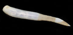 Siphonosoma