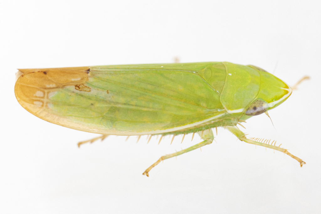Memnonia flavida
