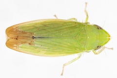 Memnonia flavida