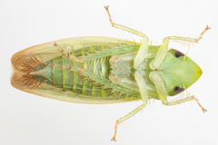 Memnonia flavida