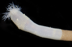 Siphonosoma