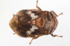 Clastoptera octonotata