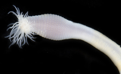 Siphonosoma