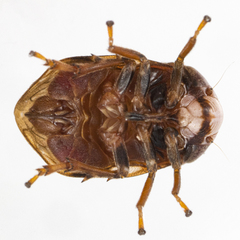 Clastoptera octonotata