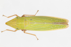 Draeculacephala antica