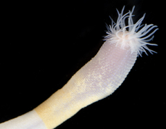 Siphonosoma