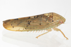 Ponana quadralaba