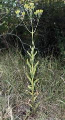 Kalanchoe brachyloba