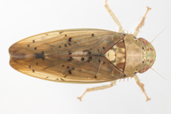 Ponana quadralaba