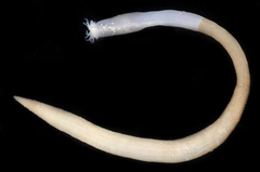 Siphonosoma