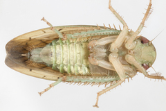 Ponana quadralaba