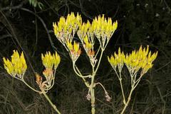 Kalanchoe brachyloba