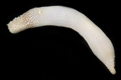 Siphonosoma