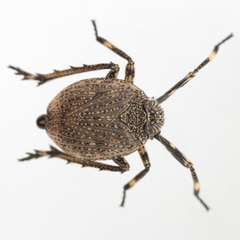 Phylloscelis pallescens