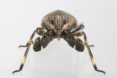 Phylloscelis pallescens