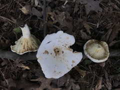 Lactifluus subvellereus