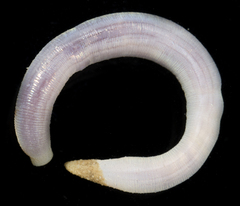 Siphonosoma