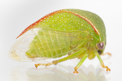 Spissistilus festinus