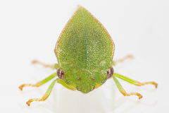 Spissistilus festinus