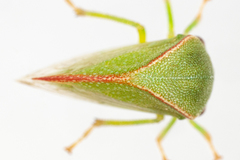 Spissistilus festinus