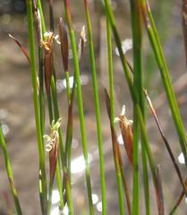 Restio paludosus