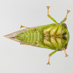 Spissistilus festinus