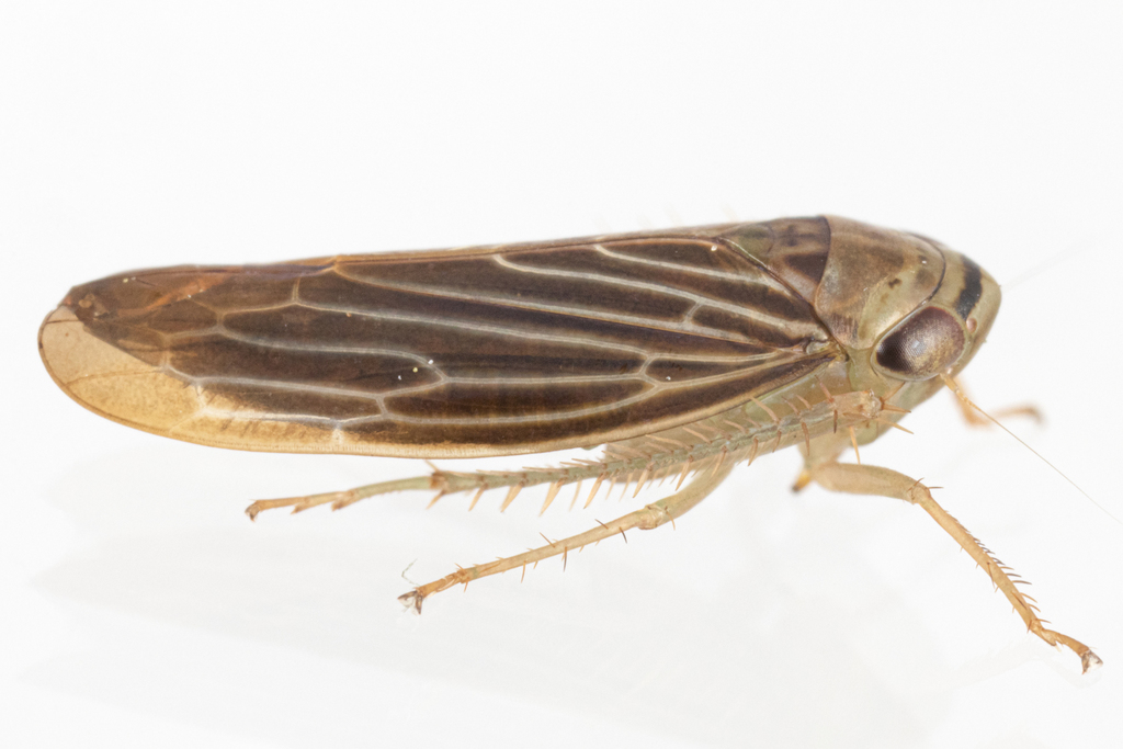 Chlorotettix necopinus