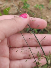 Poa palustris