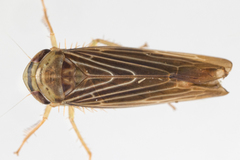 Chlorotettix necopinus