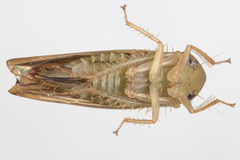 Chlorotettix necopinus