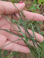 Poa palustris