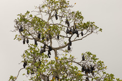 Pteropus giganteus