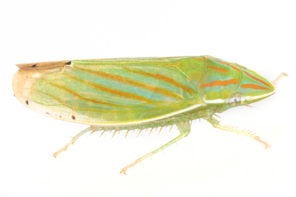 Spangbergiella quadripunctata