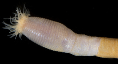 Siphonosoma
