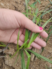 Carex pilosa
