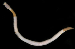 Siphonosoma