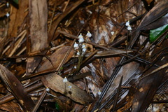 Burmannia nepalensis