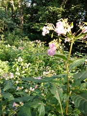 Impatiens glandulifera
