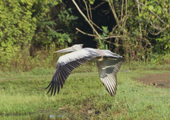 Pelecanus philippensis