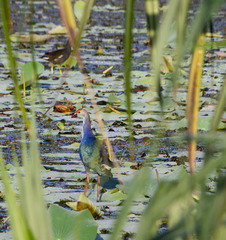 Porphyrio poliocephalus