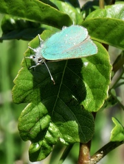 Callophrys viridis