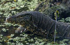 Varanus salvator salvator