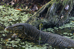 Varanus salvator salvator