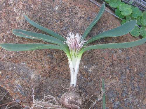 Lachenalia pusilla