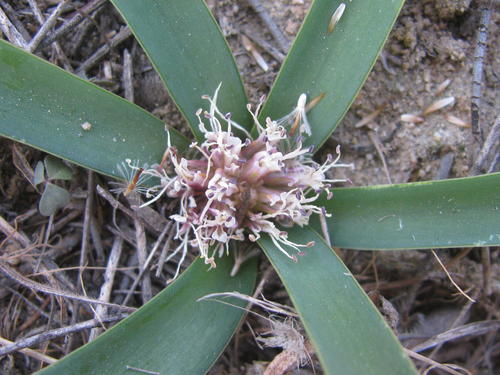 Lachenalia pusilla