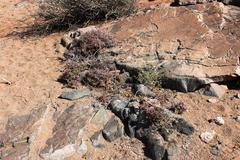 Sesuvium sesuvioides