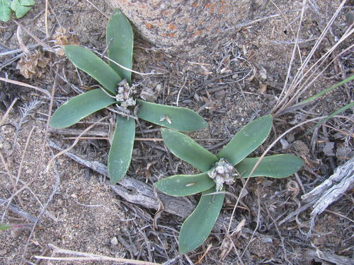 Lachenalia pusilla